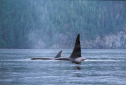 Killerwale, Vancouver Island - (Photo Credit: ©Tourism British Columbia)