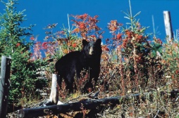 Black Bear - (Photo Credit: ©Tourism British Columbia)